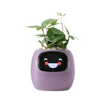 Tuya Ivy smart planter
