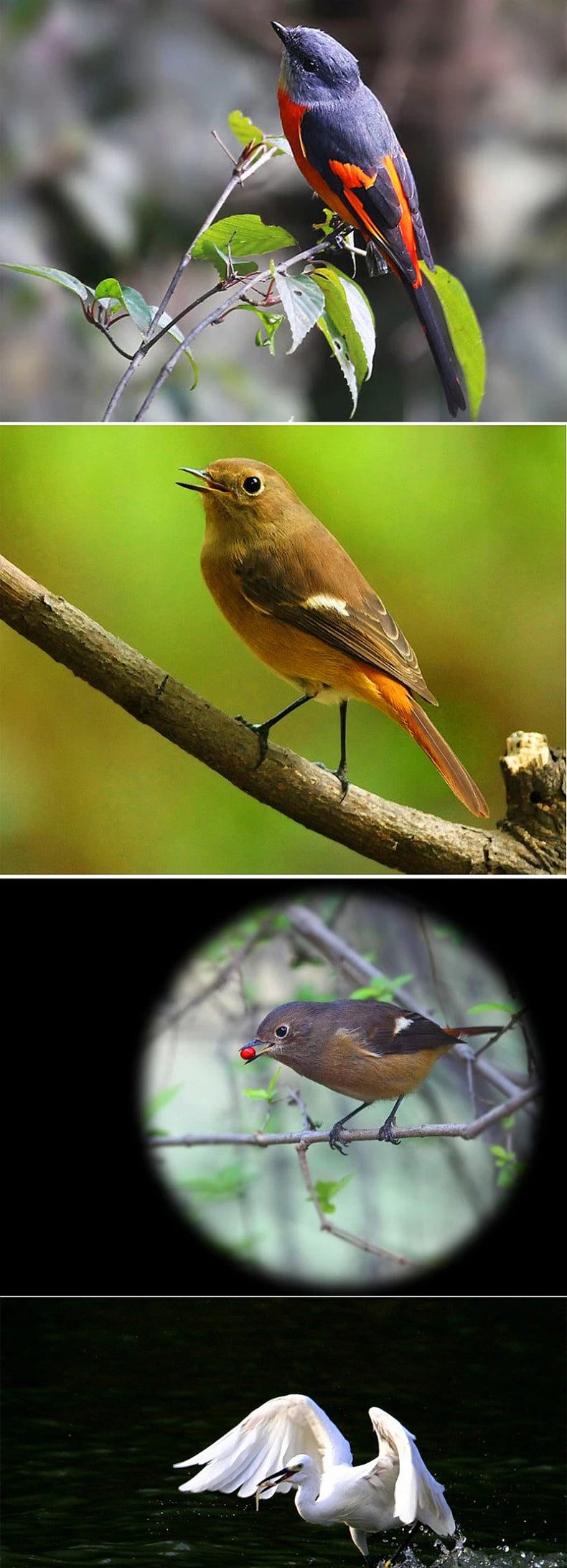 Professional Astronomical Telescope F30070 F36050 Monocular High Power 150x Zoom Portable with Tripod for Moon Stars Watching