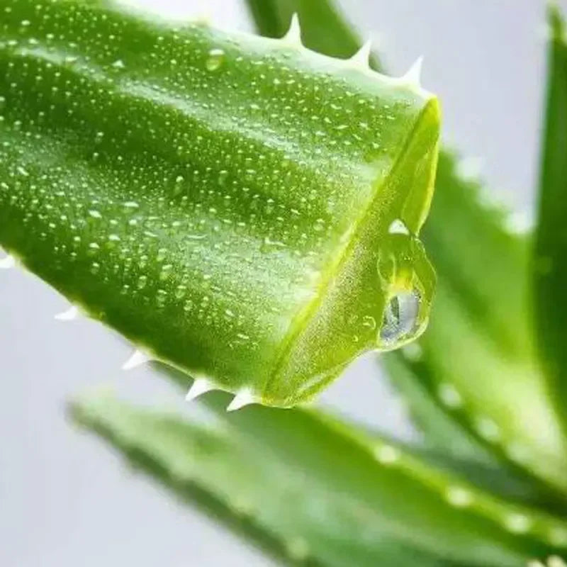 Sa95fc5754d854efeb1e306c9e91b9c228